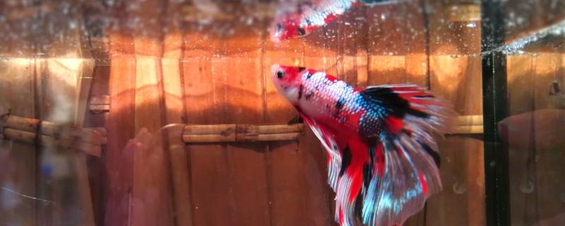 How long will the big belly of the betta be born and how will it hatch after birth?