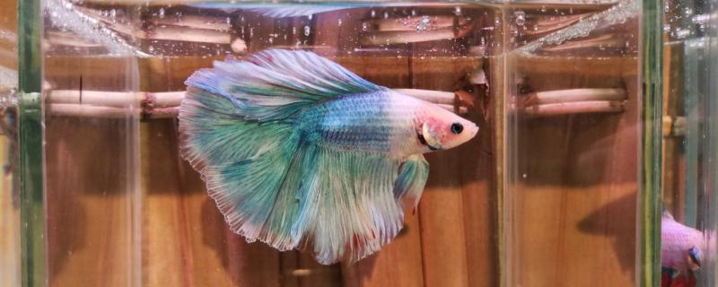 How many years do bettas live and when do they breed?
