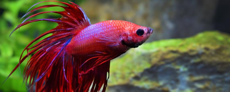 Why does the fighting fish stand upright and how should it be treated?