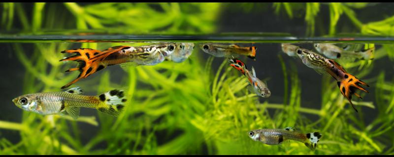 Guppies are mature for a long time. What should we pay attention to when raising guppies