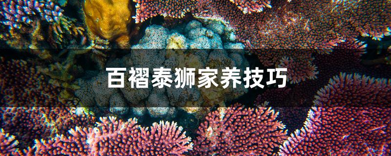 百褶泰狮家养技巧
