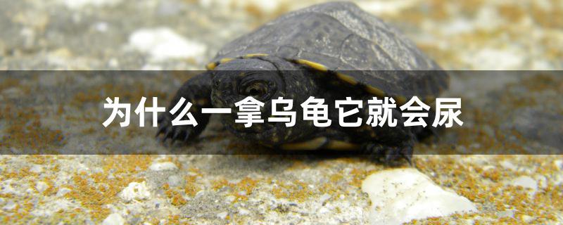 为什么一拿乌龟它就会尿