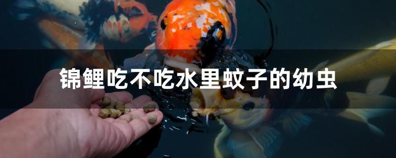 锦鲤吃不吃水里蚊子的幼虫