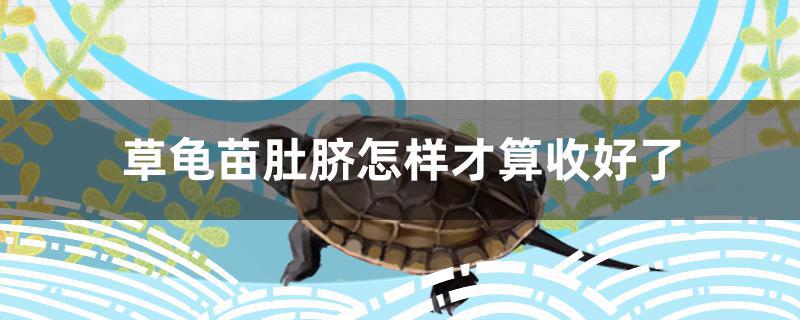 草龟苗肚脐怎样才算收好了