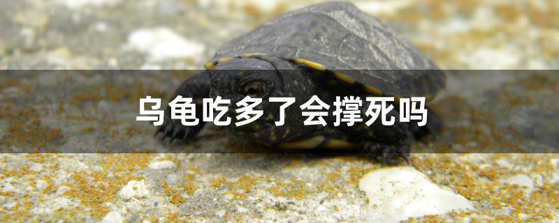 乌龟吃多了会撑死吗 PH调节剂