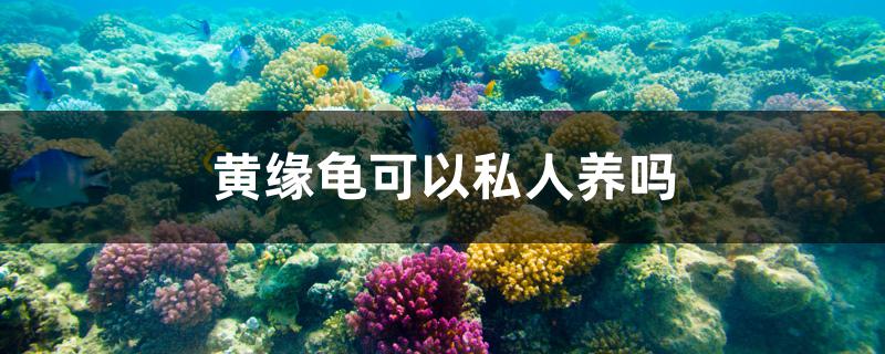 黃緣龜可以私人養(yǎng)嗎