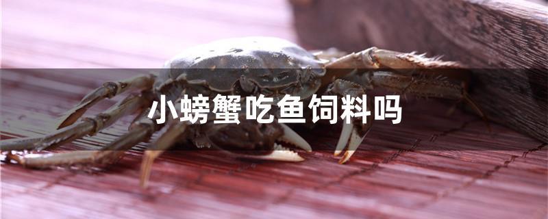 小螃蟹吃鱼饲料吗