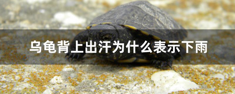 乌龟背上出汗为什么表示下雨