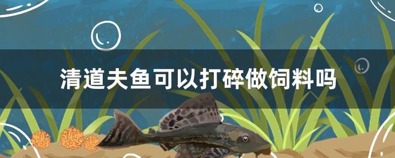 清道夫鱼可以打碎做饲料吗