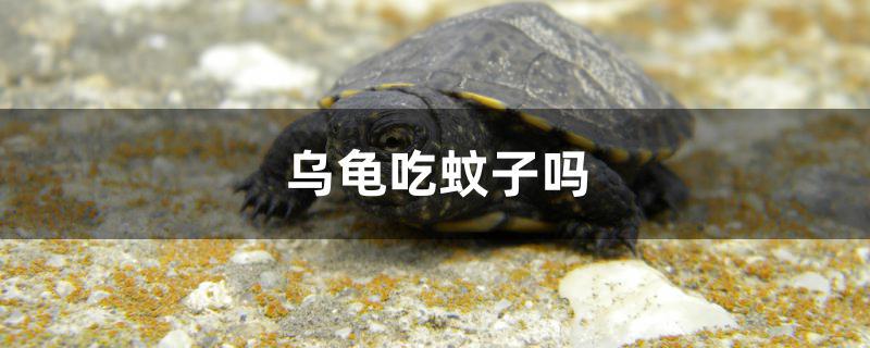 乌龟吃蚊子吗