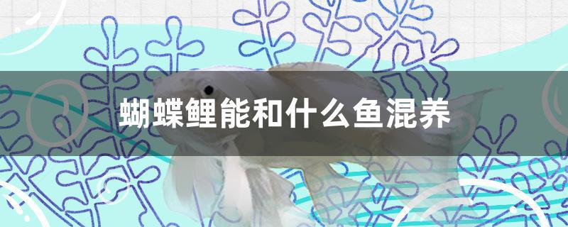 蝴蝶鲤能和什么鱼混养