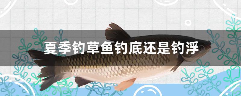 夏季钓草鱼钓底还是钓浮 垂钓乐园