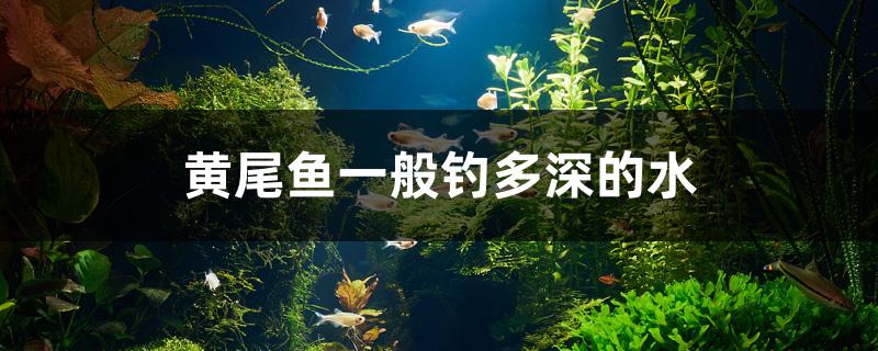 黃尾魚一般釣多深的水