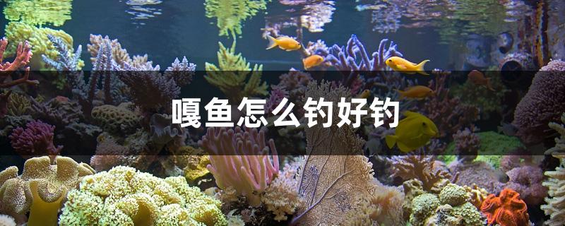 嘎鱼怎么钓好钓 广州祥龙国际水族贸易