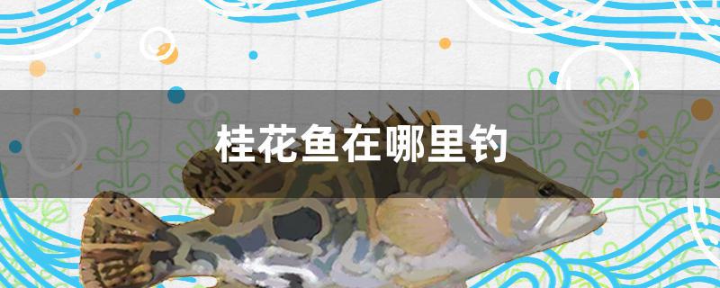 桂花鱼在哪里钓