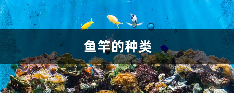 鱼竿的种类 虎鱼鱼苗