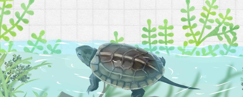 Grass turtle doesn't like to go into the water. What's the matter? How to deal with it?