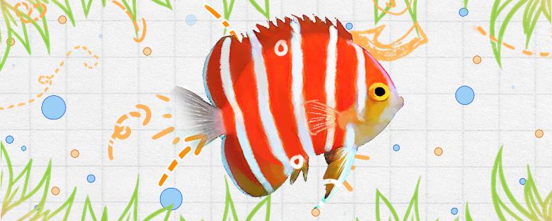 Is mint angelfish easy to raise? How to raise it?