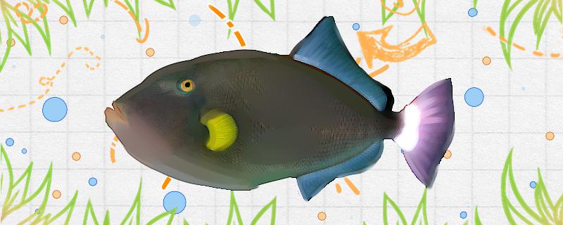 ガラス砲弾魚は飼いやすいですか、どうやって飼いますか