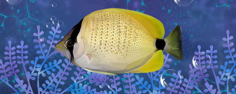 Is Australian pearl butterfly fish easy to raise? How to raise it?