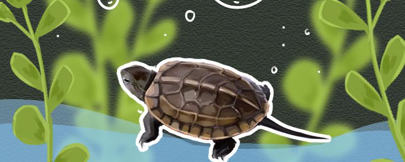 Is the grass turtle a terrapin? Can it live in the water?