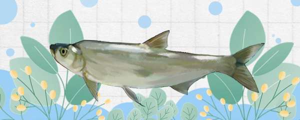 翘嘴鱼有刺吗 刺多吗 鱼百科