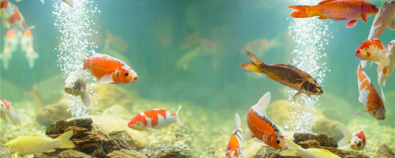 What's the difference between Koi and grass gold? Can they be raised together?