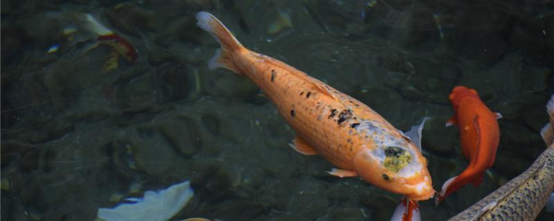 Did koi fall to be able to heal oneself? Trauma how to treat