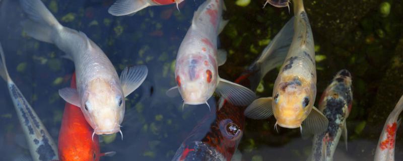 Why does koi eat the eyes of goldfish? Can it be mixed with goldfish?