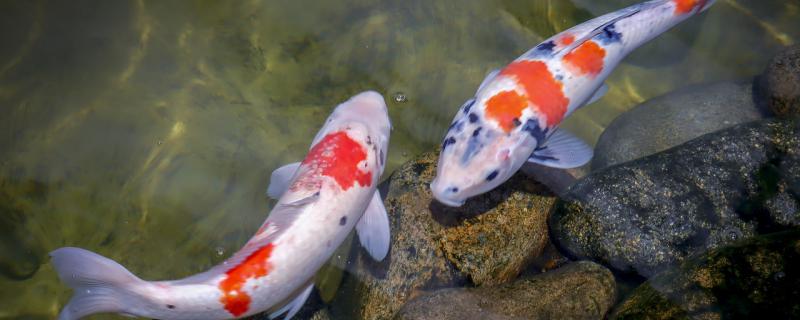 Why is Koi not suitable for fish tanks and where is it suitable for keeping?