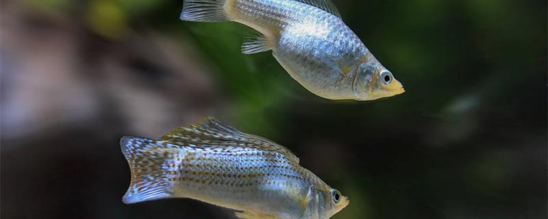 How does Mary fish breed? Does it need to be isolated after breeding?