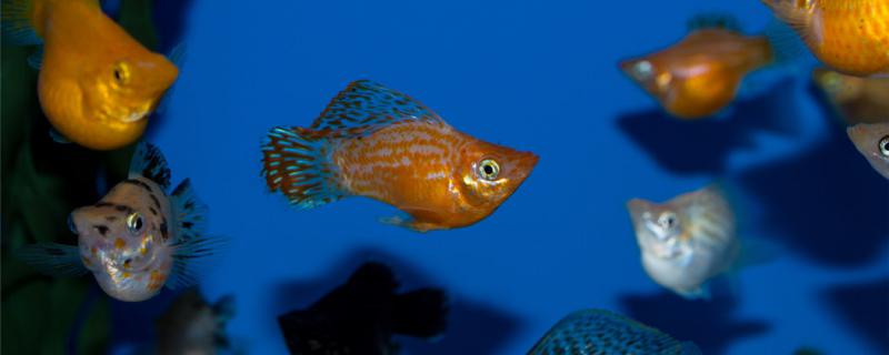 玛丽鱼可以和灯科鱼混养吗需要注意什么 印尼三纹虎