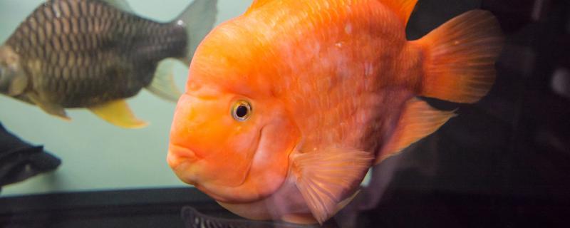 オウム魚を飼うには何に気をつけて、どうやって育てば赤くなるのか
