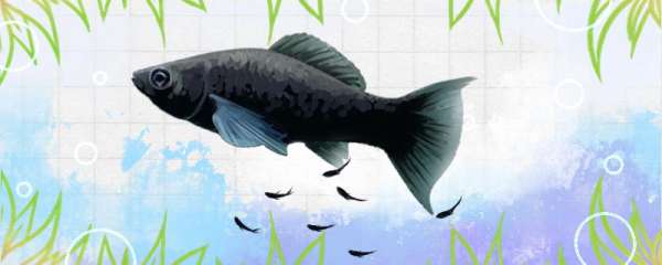 黑玛丽鱼临产前的样子，怎么繁殖的