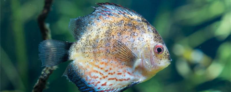 Colorful angelfish breeding cycle, breeding several times a year