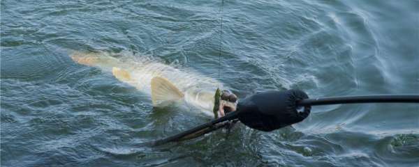 夏季钓鲤鱼用什么饵料最好，用多长的鱼竿