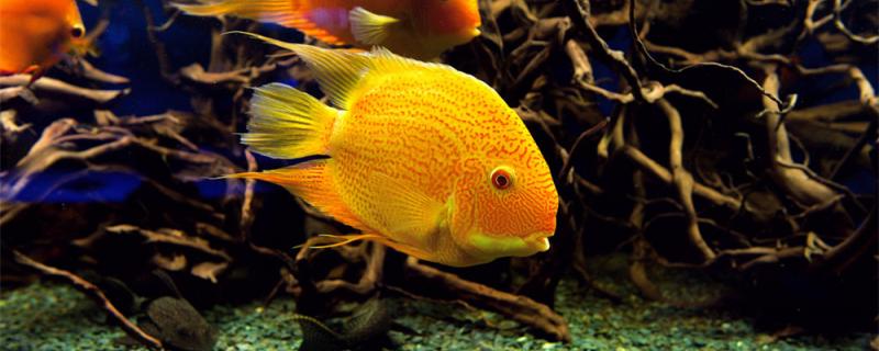 Can parrot fish exophthalmos whole crock drug? How to treat?