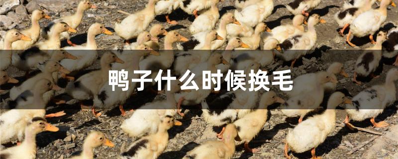 鸭子什么时候换毛