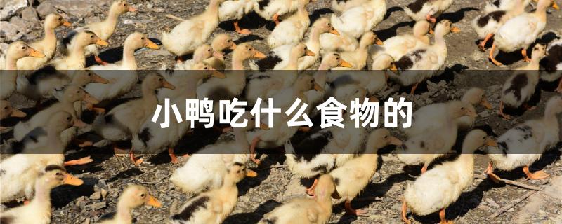 小鸭吃什么食物的