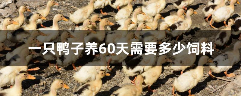 一只鸭子养60天需要多少饲料