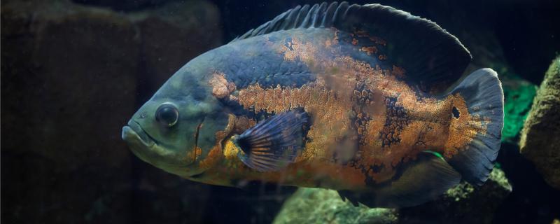 地図魚の最も簡単な分雄雌、どのように繁殖する