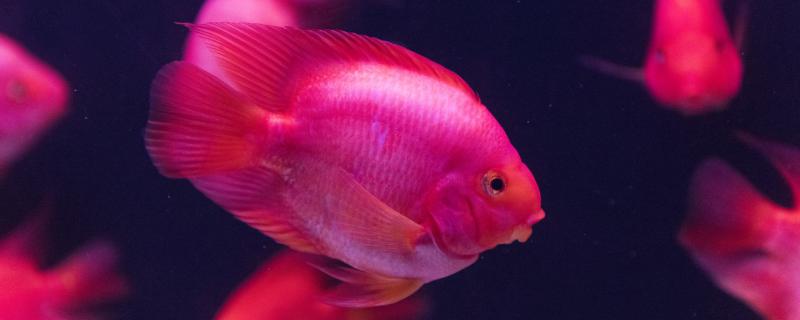 What is the best feed for red parrot fish? What is the best color for red parrot fish