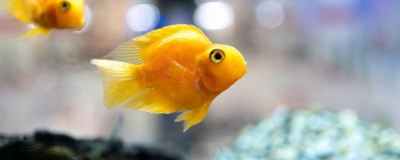 How does the yellow parrot fish turn yellow and how to raise it?