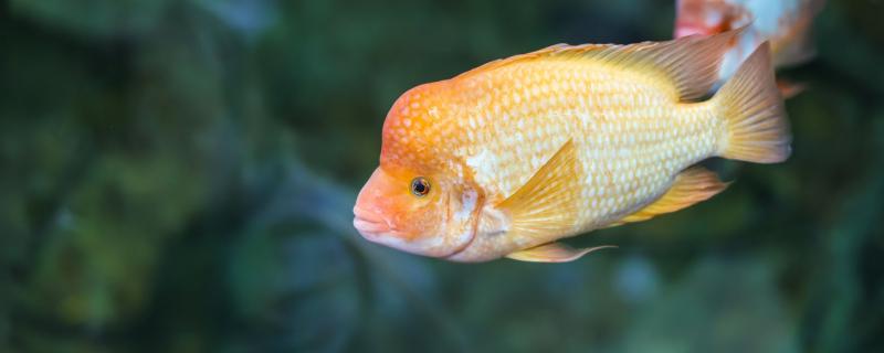 How to distinguish between male and female white parrot fish? Can they be raised together?