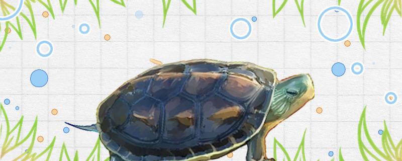 中华花龟是深水龟吗，在什么水中生活