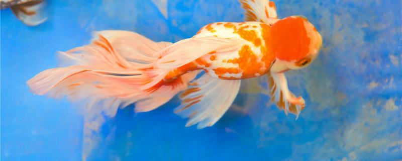 How does goldfish not defecate to return a responsibility? How to do?