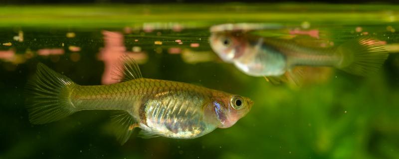 メリー魚は食うか食わないか何を食うか