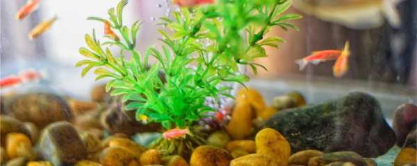 金鱼缸能养水草吗 能养什么水草 鱼百科