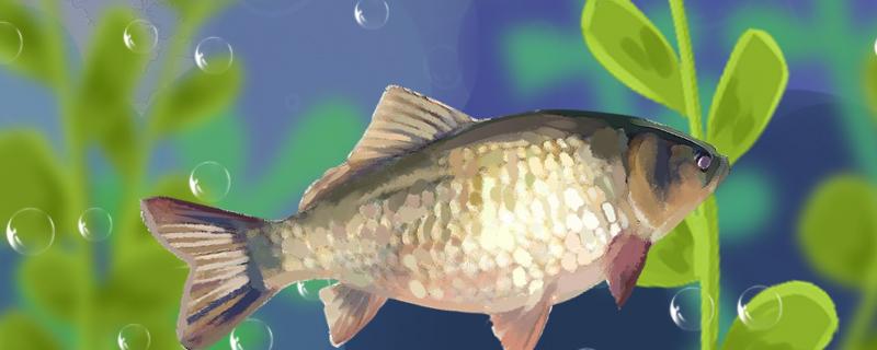 What medicine is good for fishing crucian carp? What bait is good for fishing crucian carp?