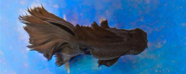 金鱼是卵生还是胎生 多久繁殖一次 鱼百科